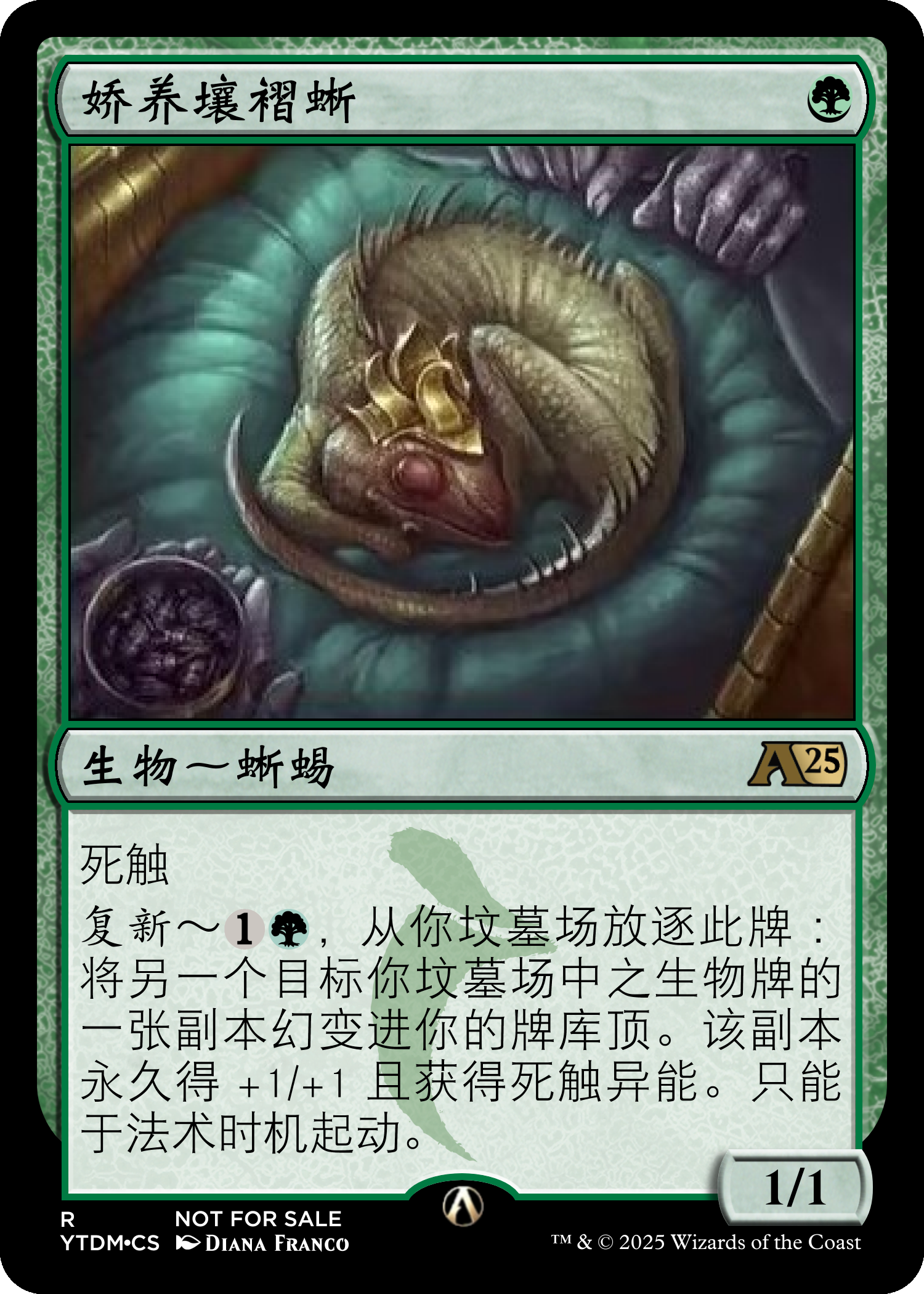 娇养壤褶蜥